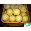 hot sale new arrival great taste fresh pear for sale/ New Season Asian Crystal Golden Pear